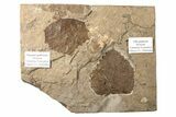 Multiple Fossil Leaf (Populus & Vitis) Plate - Nebraska #262738-1